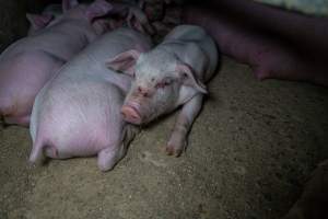 Piglet with cuts on face in farrowing crate - Captured at Wondaphil Pork Company, Tragowel VIC Australia.