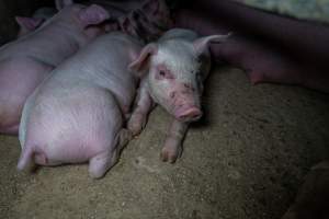 Piglet with cuts on face in farrowing crate - Captured at Wondaphil Pork Company, Tragowel VIC Australia.