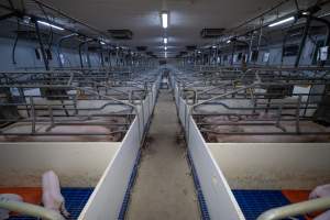 Looking down the aisle of a farrowing shed - Captured at Wondaphil Pork Company, Tragowel VIC Australia.