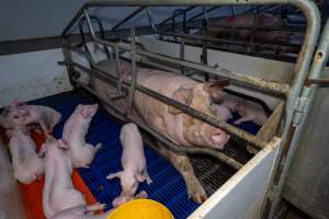 Sow with piglets in farrowing crate - Captured at Wondaphil Pork Company, Tragowel VIC Australia.