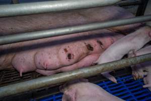 Sow with painful sores on teats/nipples - Captured at Wondaphil Pork Company, Tragowel VIC Australia.