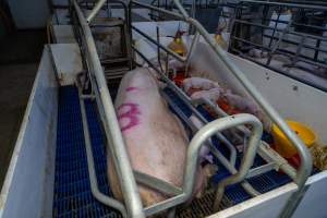 Sow with piglets in farrowing crate - Captured at Wondaphil Pork Company, Tragowel VIC Australia.