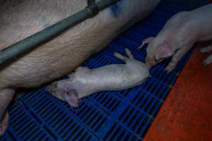 Piglet checks on their dead sibling in farrowing crate - Captured at Wondaphil Pork Company, Tragowel VIC Australia.