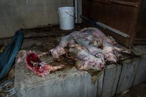 Pile of dead piglets dumped outside weaner shed - One piglet has been heavily eaten - Captured at Wondaphil Pork Company, Tragowel VIC Australia.