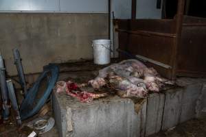 Pile of dead piglets dumped outside weaner shed - One piglet has been heavily eaten - Captured at Wondaphil Pork Company, Tragowel VIC Australia.