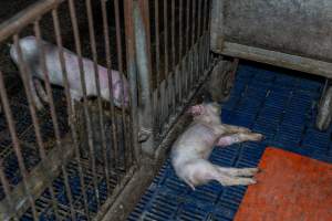 Dead piglet in aisle of weaner shed - Captured at Wondaphil Pork Company, Tragowel VIC Australia.