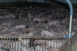 Crowded weaner piglet pens - Captured at Wondaphil Pork Company, Tragowel VIC Australia.