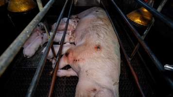 Sow with pressure sores in farrowing crate - Captured at Hylehay Piggery, Milloo VIC Australia.