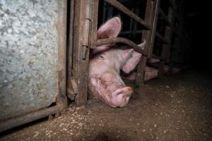 Sow looking through bars of group housing - Captured at Hylehay Piggery, Milloo VIC Australia.