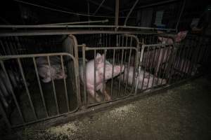 Sow in mating stall - Captured at Hylehay Piggery, Milloo VIC Australia.