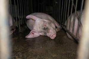 Close up of sow in mating stall - Captured at Hylehay Piggery, Milloo VIC Australia.