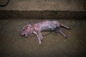 A dead piglet in the aisle of a farrowing shed - Captured at Hylehay Piggery, Milloo VIC Australia.