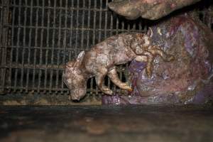 A stillborn piglet inside a farrowing crate - Captured at Hylehay Piggery, Milloo VIC Australia.