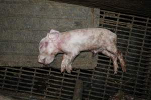 A dead piglet inside a farrowing crate - Captured at Hylehay Piggery, Milloo VIC Australia.