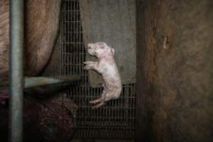 A dead piglet inside a farrowing crate - Captured at Hylehay Piggery, Milloo VIC Australia.