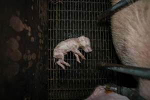 A dead piglet inside a farrowing crate - Captured at Hylehay Piggery, Milloo VIC Australia.