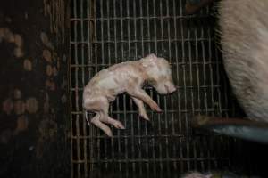 A dead piglet inside a farrowing crate - Captured at Hylehay Piggery, Milloo VIC Australia.