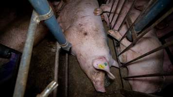 Sows in group housing - Captured at Hylehay Piggery, Milloo VIC Australia.