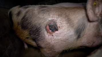 Sow in group housing with large sores - Captured at Hylehay Piggery, Milloo VIC Australia.