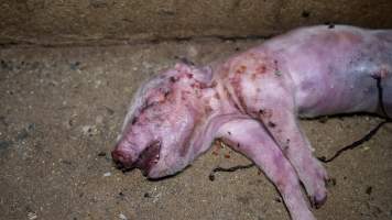 A dead piglet in the aisle of a farrowing shed - Captured at Hylehay Piggery, Milloo VIC Australia.