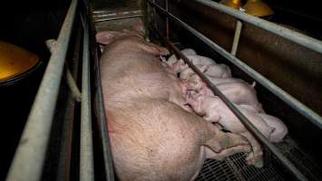 Piglets suckling from their mother in a farrowing crate - Captured at Hylehay Piggery, Milloo VIC Australia.