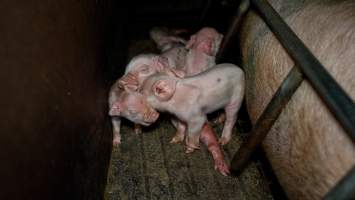 Piglets stepping on top of each other inside a farrowing crate - Captured at Hylehay Piggery, Milloo VIC Australia.