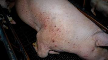 A sow with scratches inside a farrowing crate - Captured at Hylehay Piggery, Milloo VIC Australia.