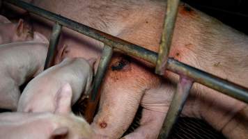 A sow with pressure sores inside a farrowing crate - Captured at Hylehay Piggery, Milloo VIC Australia.