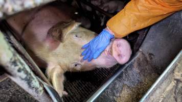 Investigator interacting with a sow in a farrowing crate - Captured at Hylehay Piggery, Milloo VIC Australia.