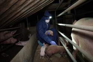 Investigator with piglets in farrowing crate - Captured at Evans Piggery, Sebastian VIC Australia.