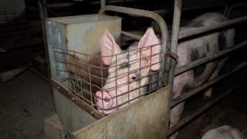 Sow in farrowing crate - Captured at Evans Piggery, Sebastian VIC Australia.