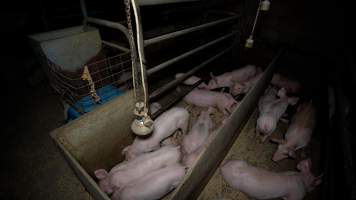 Piglets in farrowing crate without mother - Captured at Evans Piggery, Sebastian VIC Australia.