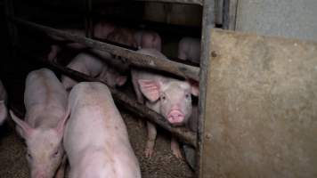 Piglets in farrowing crate without mother - Captured at Evans Piggery, Sebastian VIC Australia.