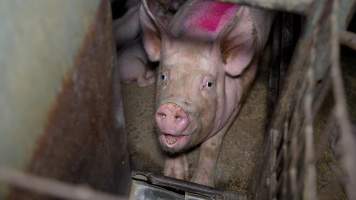 Sow in farrowing crate - Captured at Evans Piggery, Sebastian VIC Australia.