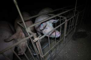 Sow in group housing pen - Captured at Whipstick Piggery, Bagshot North VIC Australia.