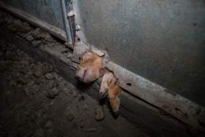 Dead piglet stuck at the end of a farrowing crate - Captured at Whipstick Piggery, Bagshot North VIC Australia.