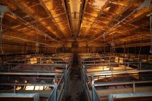 The inside of a farrowing shed - Captured at Whipstick Piggery, Bagshot North VIC Australia.