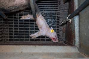 A dead piglet inside a farrowing crate - Captured at Whipstick Piggery, Bagshot North VIC Australia.