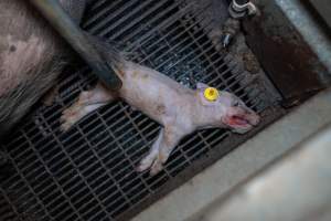 A dead piglet inside a farrowing crate - Captured at Whipstick Piggery, Bagshot North VIC Australia.