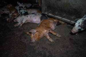 Pig lying in dirty pen - Captured at Whipstick Piggery, Bagshot North VIC Australia.