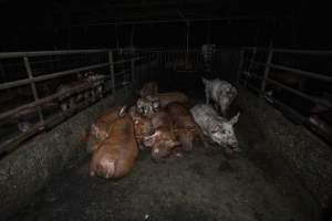 Pigs housed together in dirty group pens - Captured at Whipstick Piggery, Bagshot North VIC Australia.