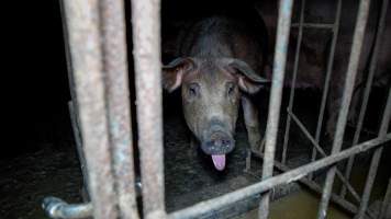 Sow in group housing - Captured at Whipstick Piggery, Bagshot North VIC Australia.