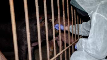 Investigator patting sows in group housing - Captured at Whipstick Piggery, Bagshot North VIC Australia.