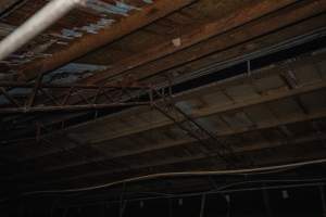 Birds in the roof of a piggery - Captured at Whipstick Piggery, Bagshot North VIC Australia.