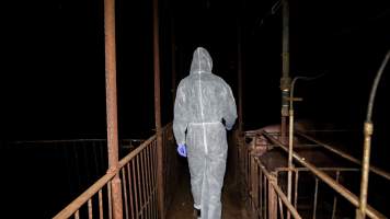 Investigator walking through sow group housing - Captured at Whipstick Piggery, Bagshot North VIC Australia.