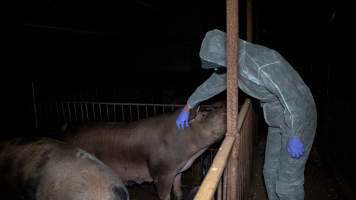 Investigator patting sows in group housing - Captured at Whipstick Piggery, Bagshot North VIC Australia.