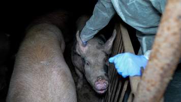 Investigator patting sows in group housing - Captured at Whipstick Piggery, Bagshot North VIC Australia.