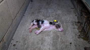 Dying piglet on the ground in farrowing shed - Captured at Whipstick Piggery, Bagshot North VIC Australia.