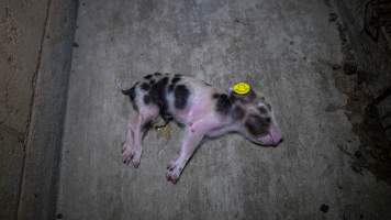 Dying piglet on the ground in farrowing shed - Captured at Whipstick Piggery, Bagshot North VIC Australia.