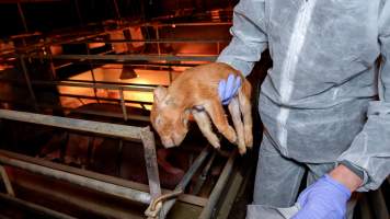 Investigator picks up dead piglet in farrowing shed - Captured at Whipstick Piggery, Bagshot North VIC Australia.